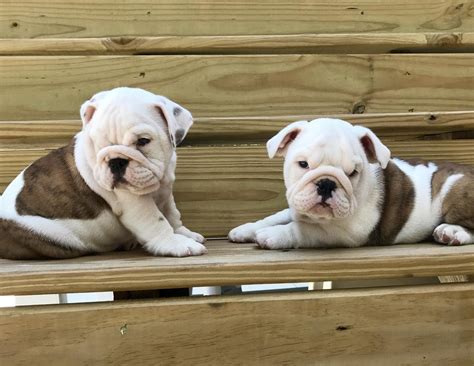 english bulldogs for sale in texas